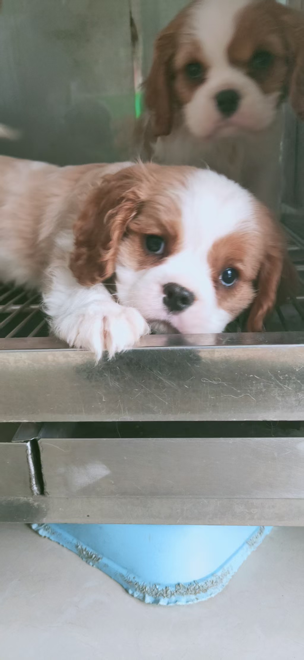 精品骑士查理王小猎犬